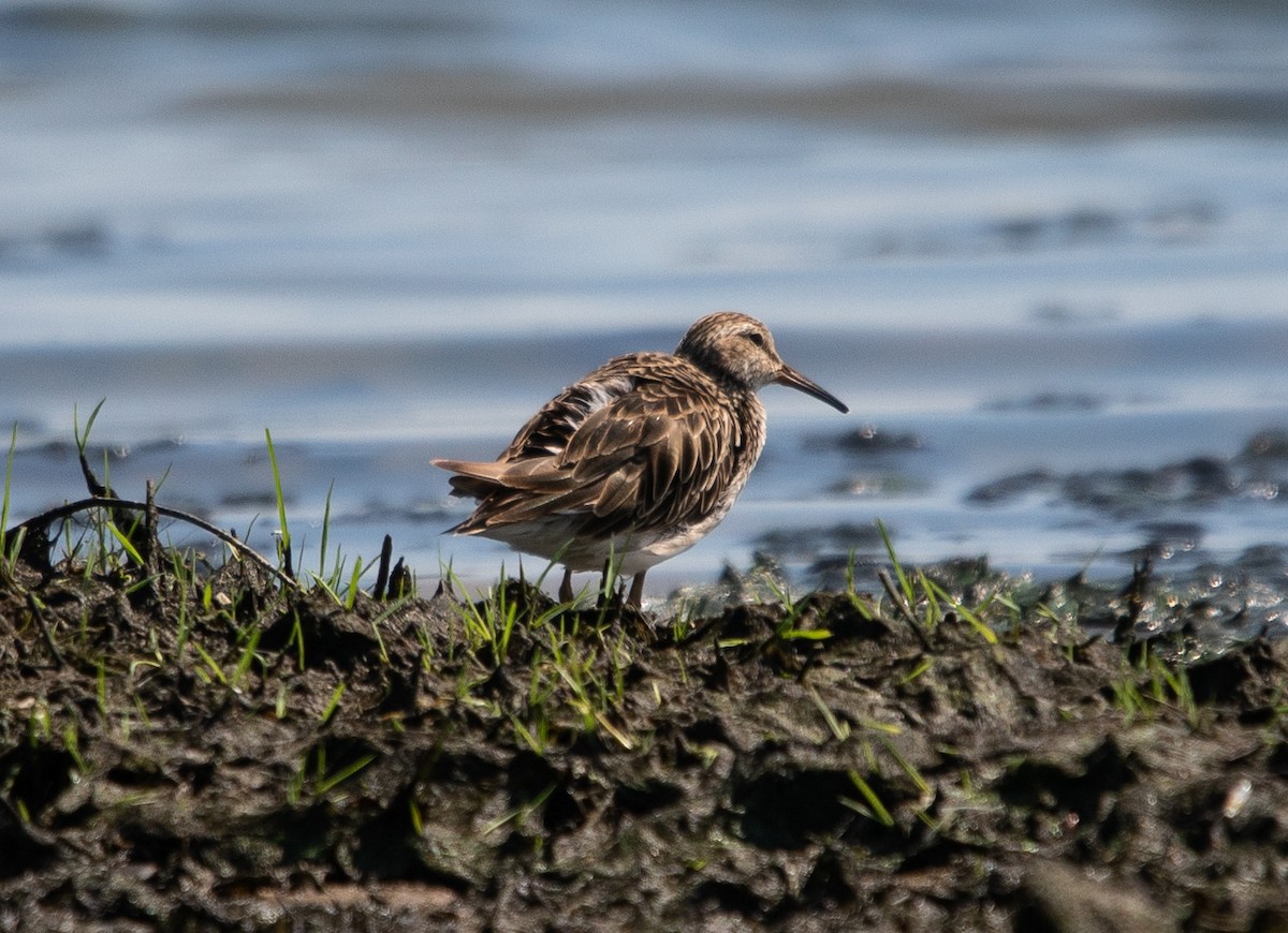 jespák skvrnitý - ML647724363