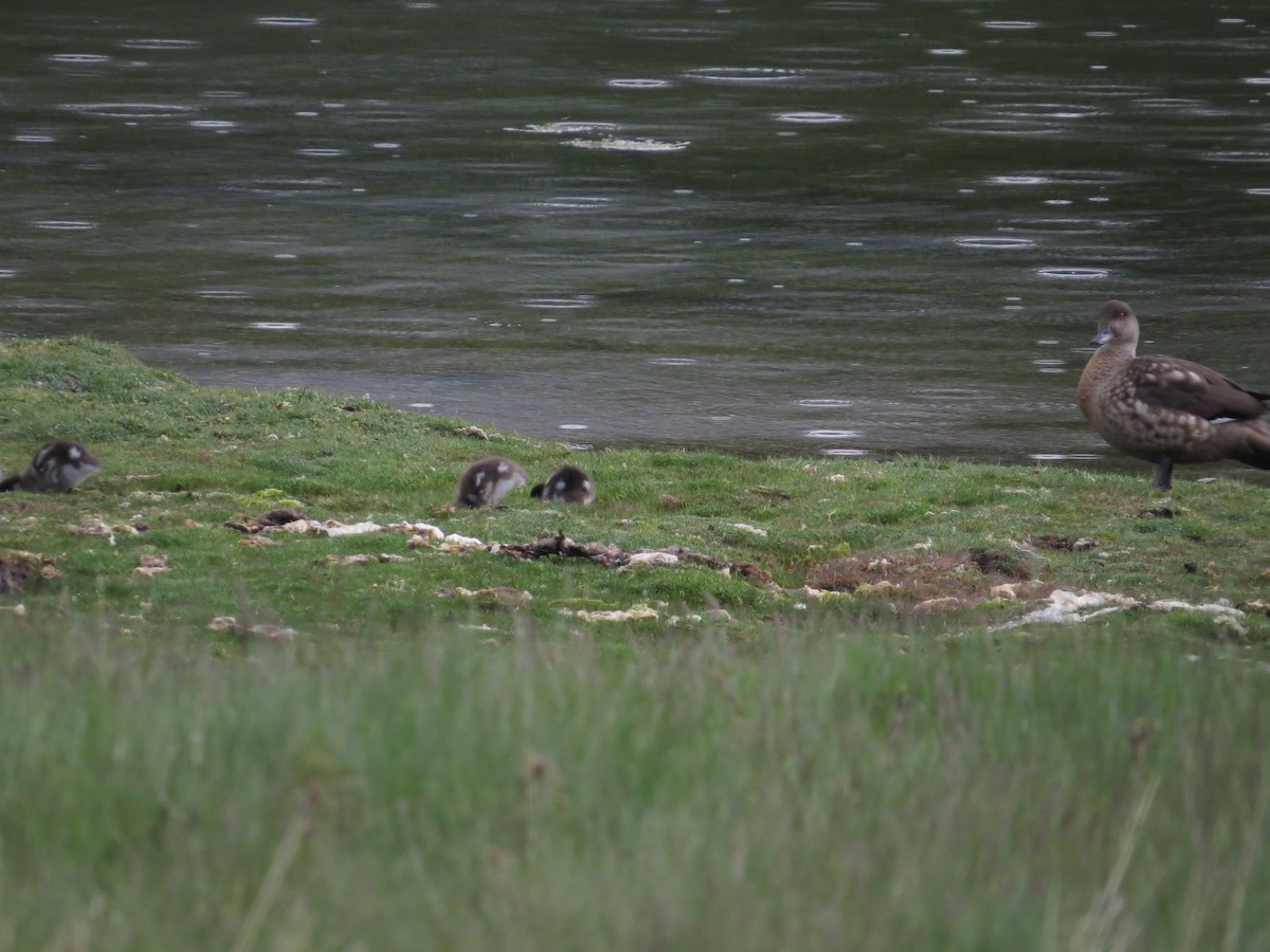 Crested Duck - ML647724390