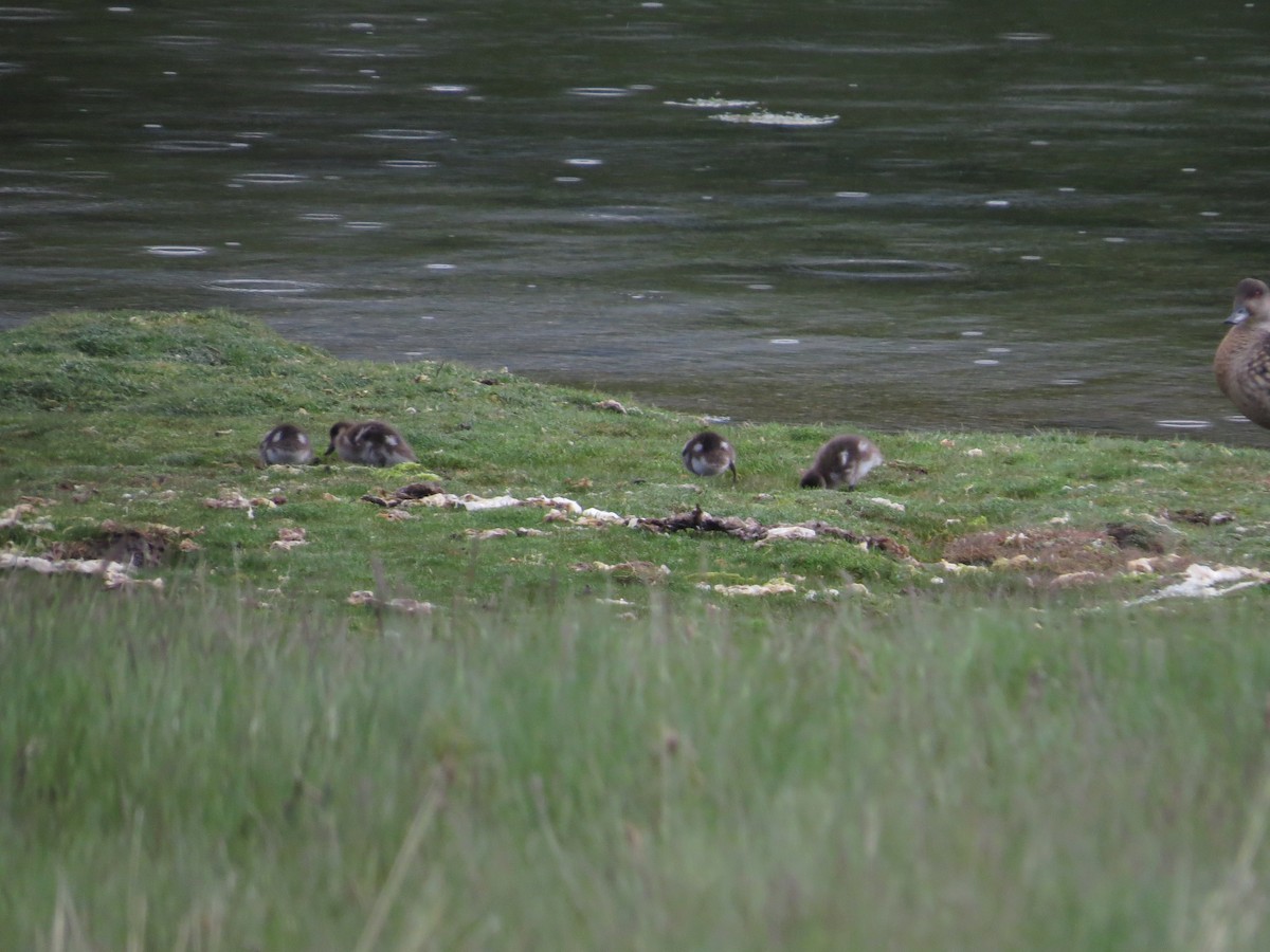 Crested Duck - ML647724391