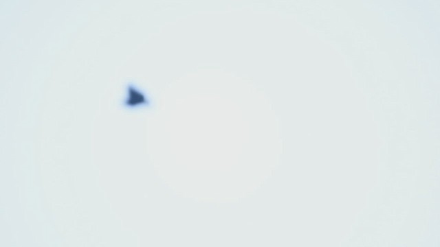 Solitary Eagle - ML647724392