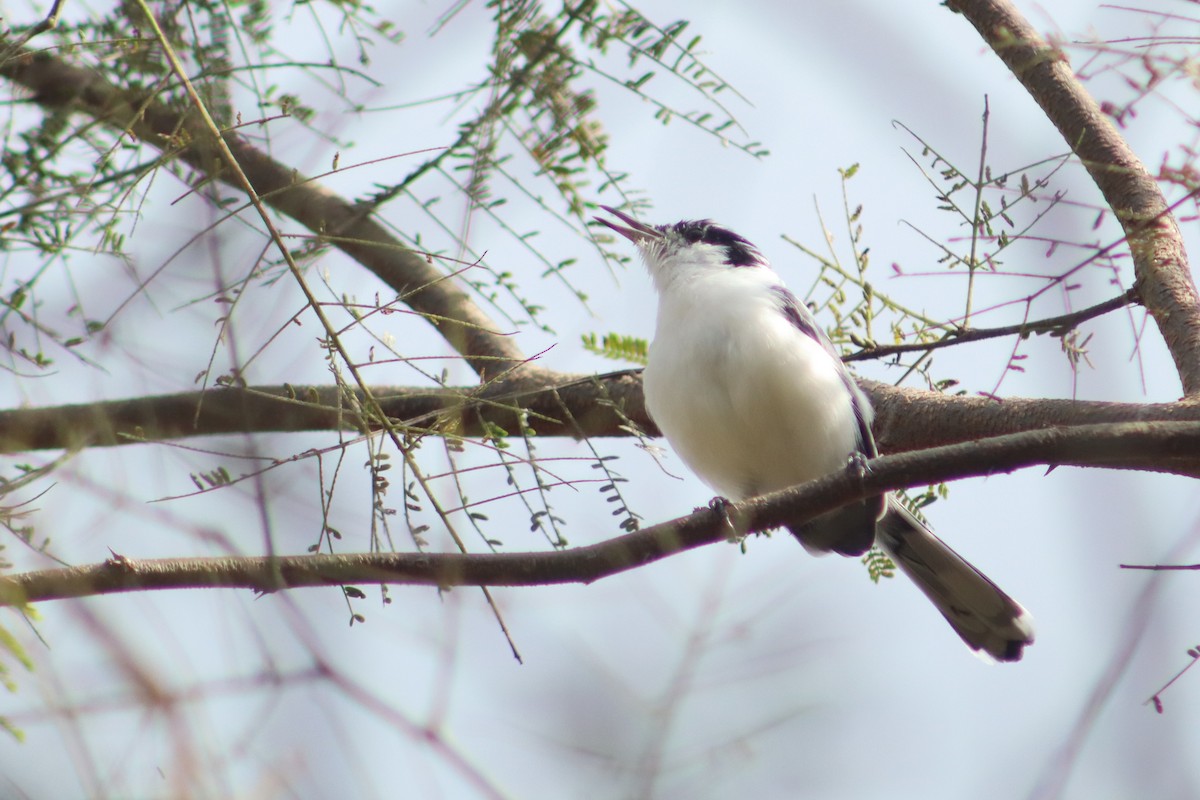 Tropical Gnatcatcher - ML647724403