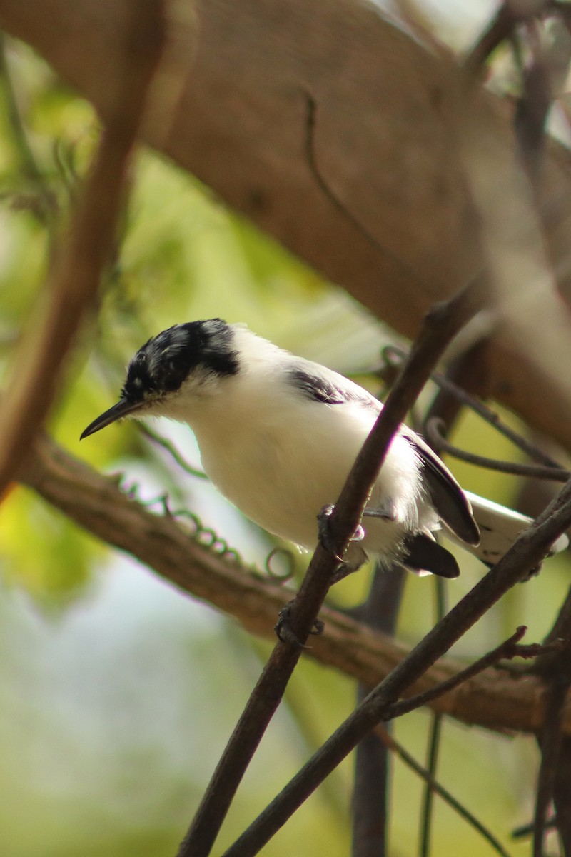 Tropical Gnatcatcher - ML647724404