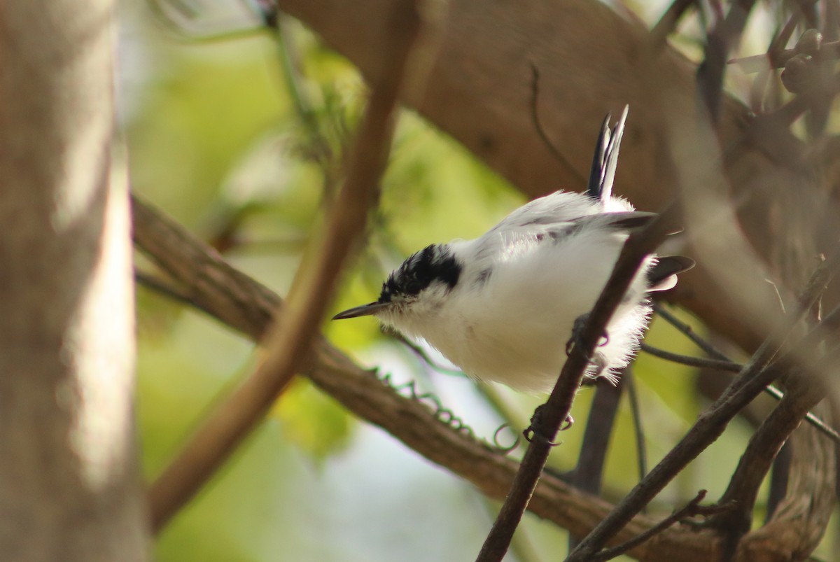 Tropical Gnatcatcher - ML647724405