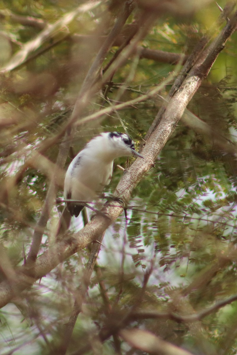 Tropical Gnatcatcher - ML647724406