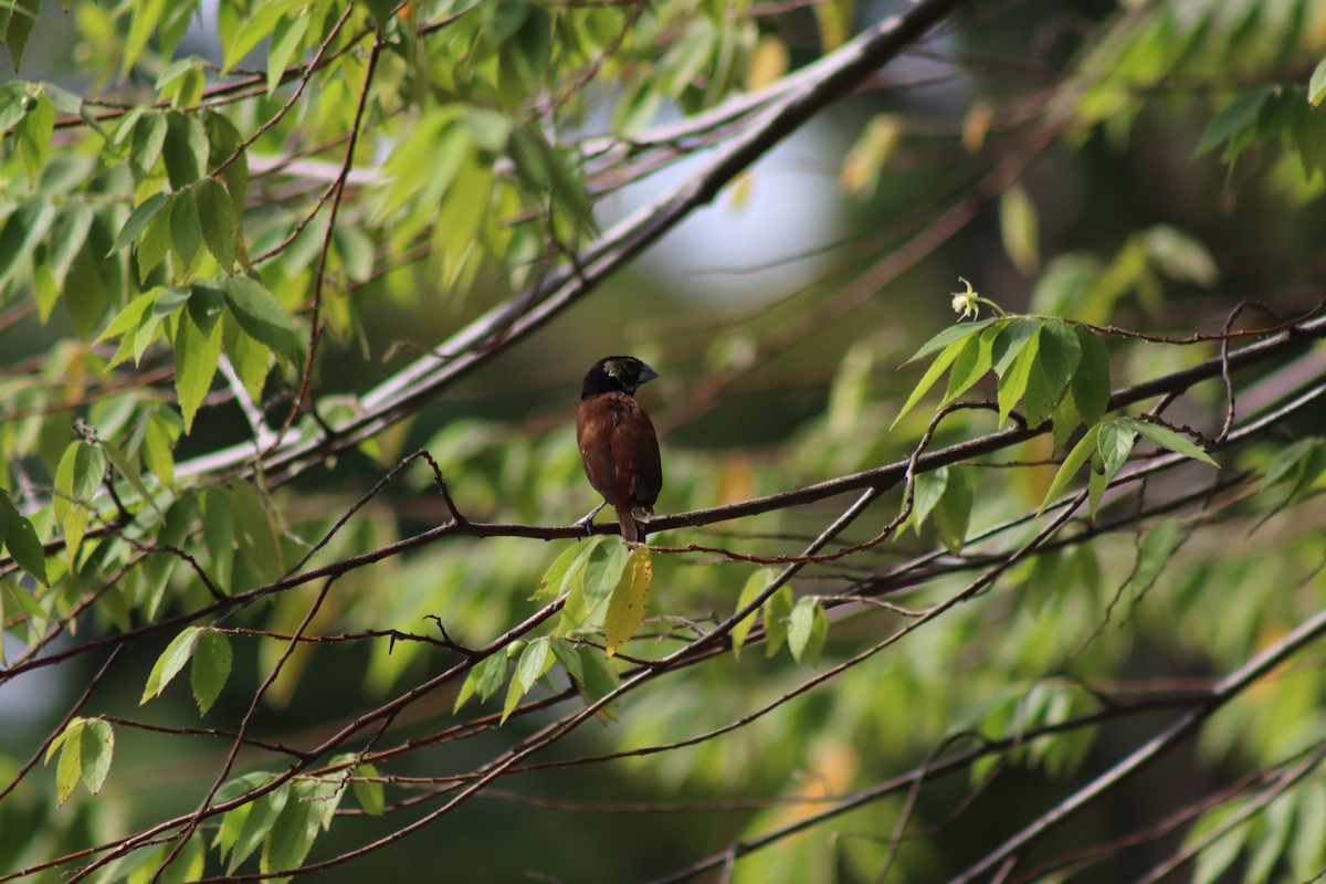 Capucin à tête noire (groupe atricapilla) - ML647724410