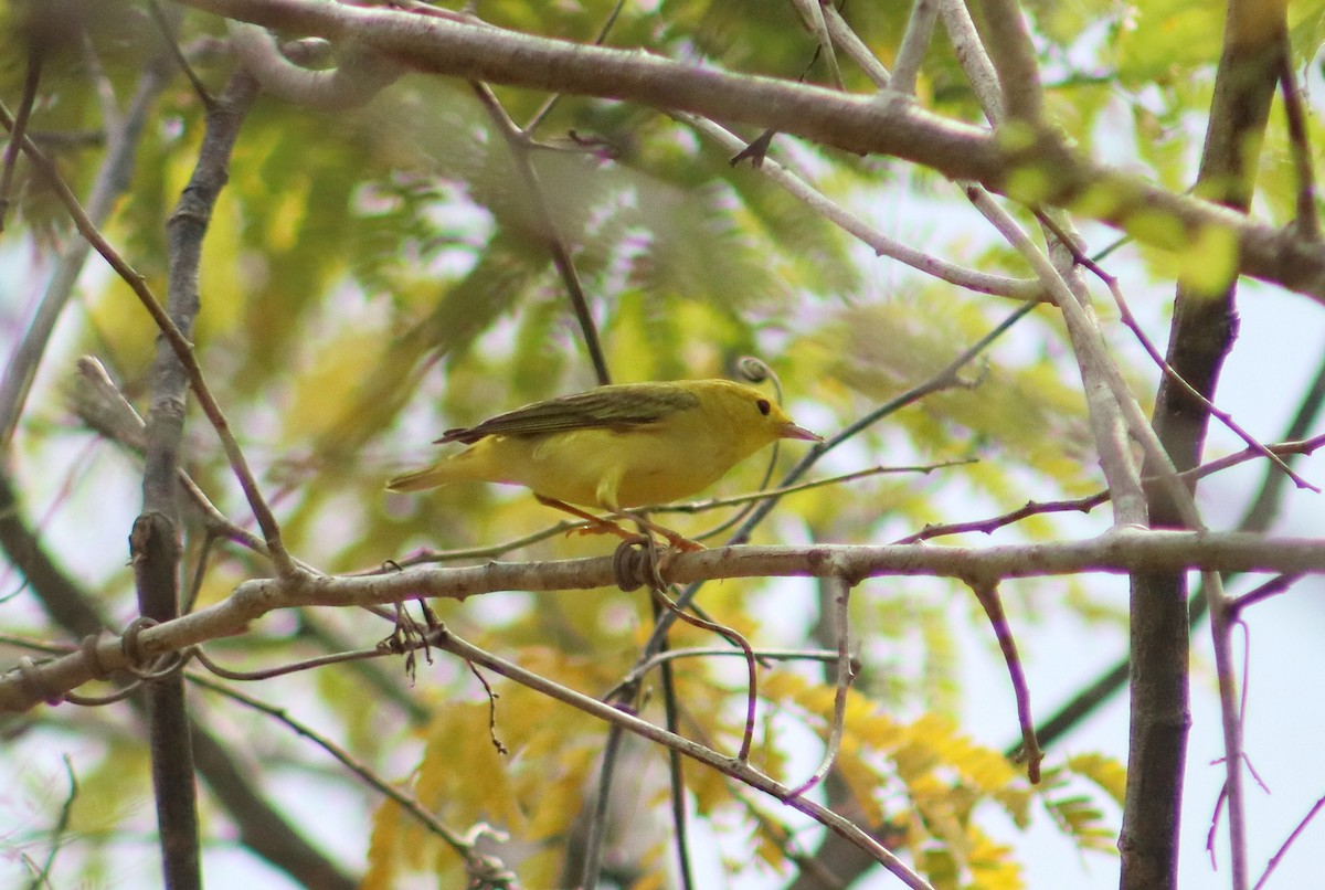 Northern Yellow Warbler - ML647724426