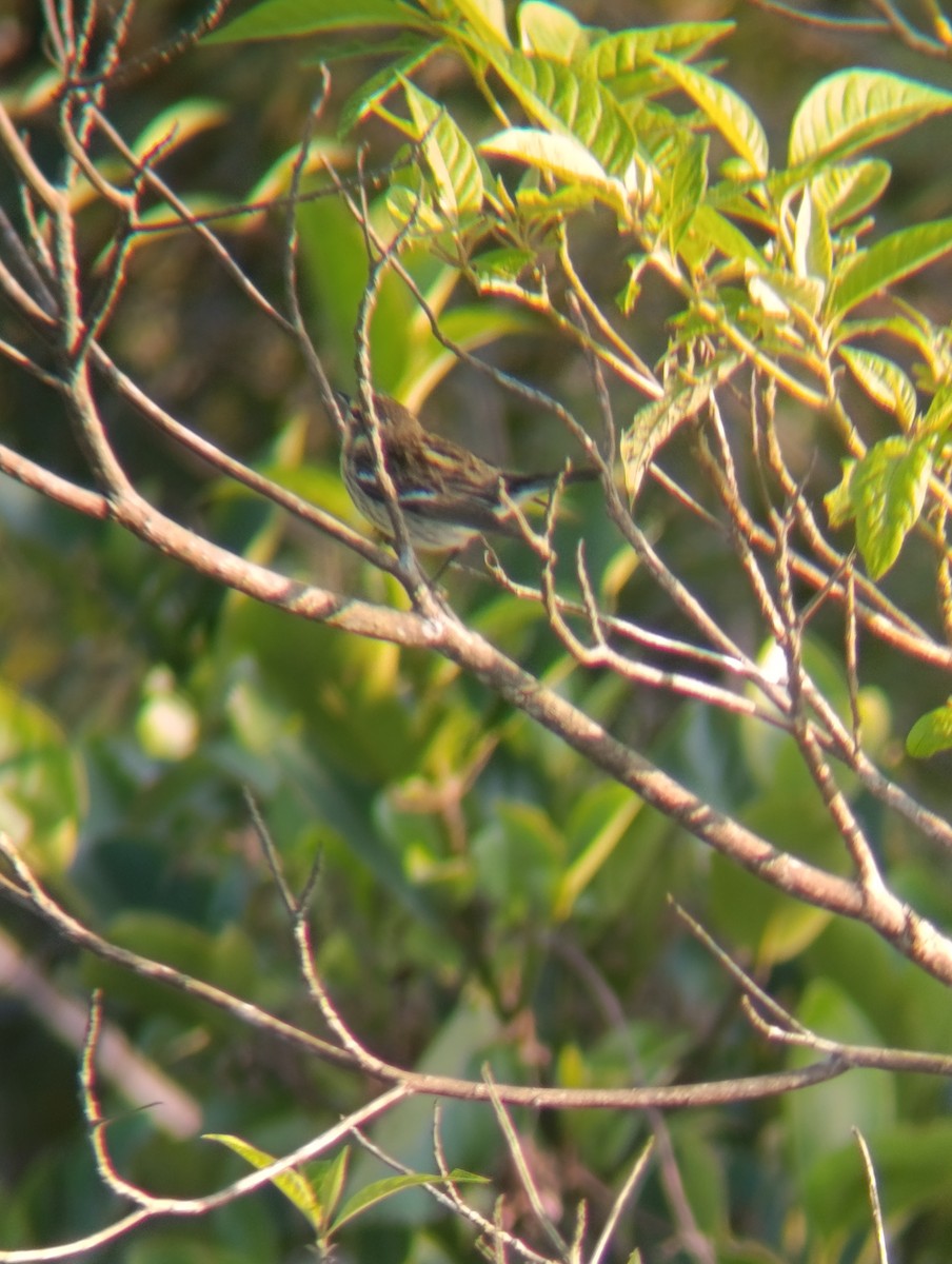 Blackburnian Warbler - ML647724428