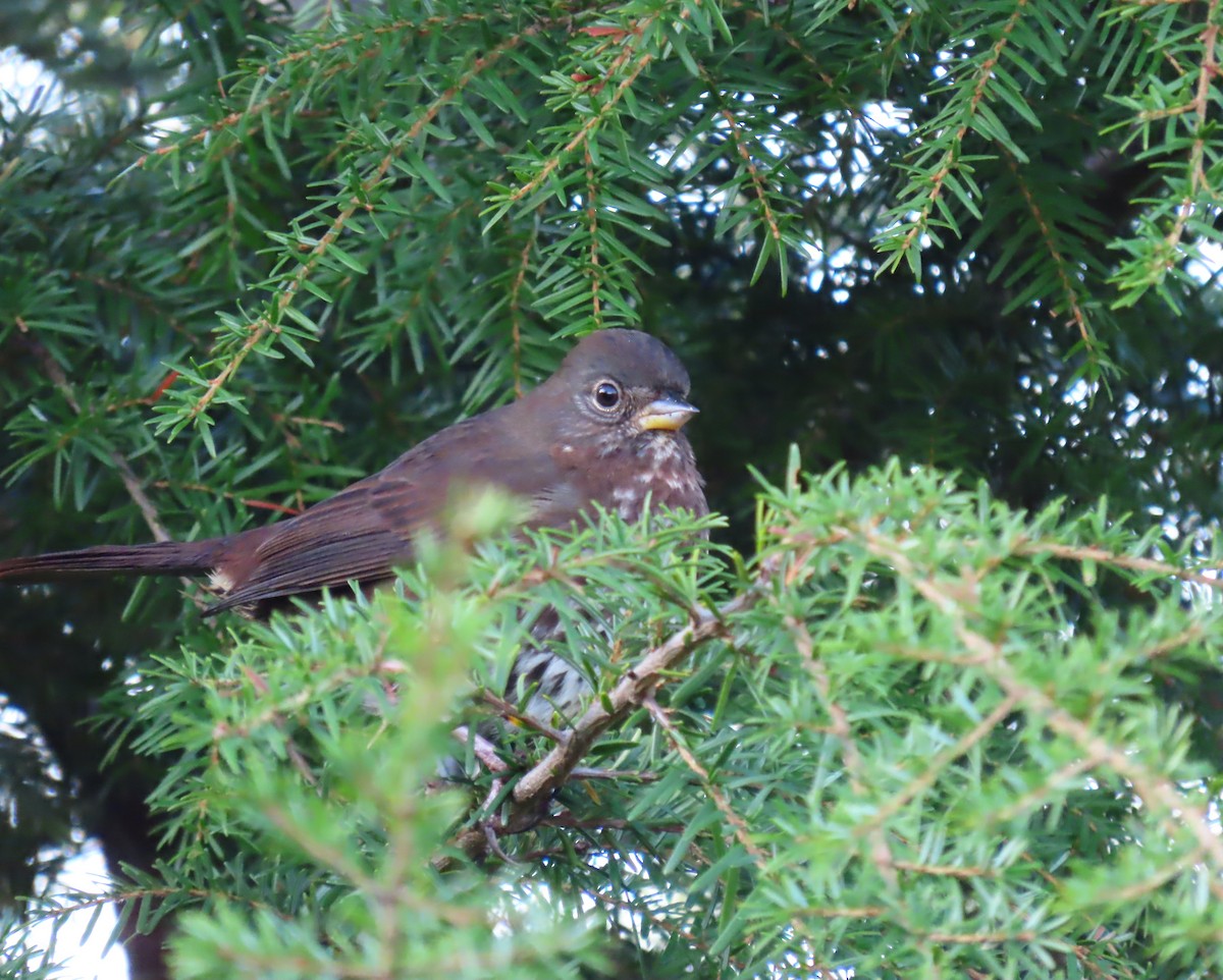 Fox Sparrow - ML647724438