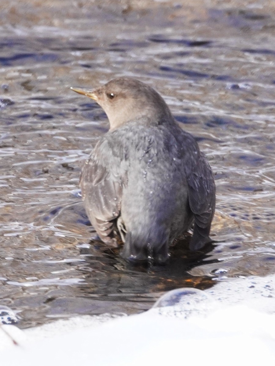 gråfossekall - ML647724440