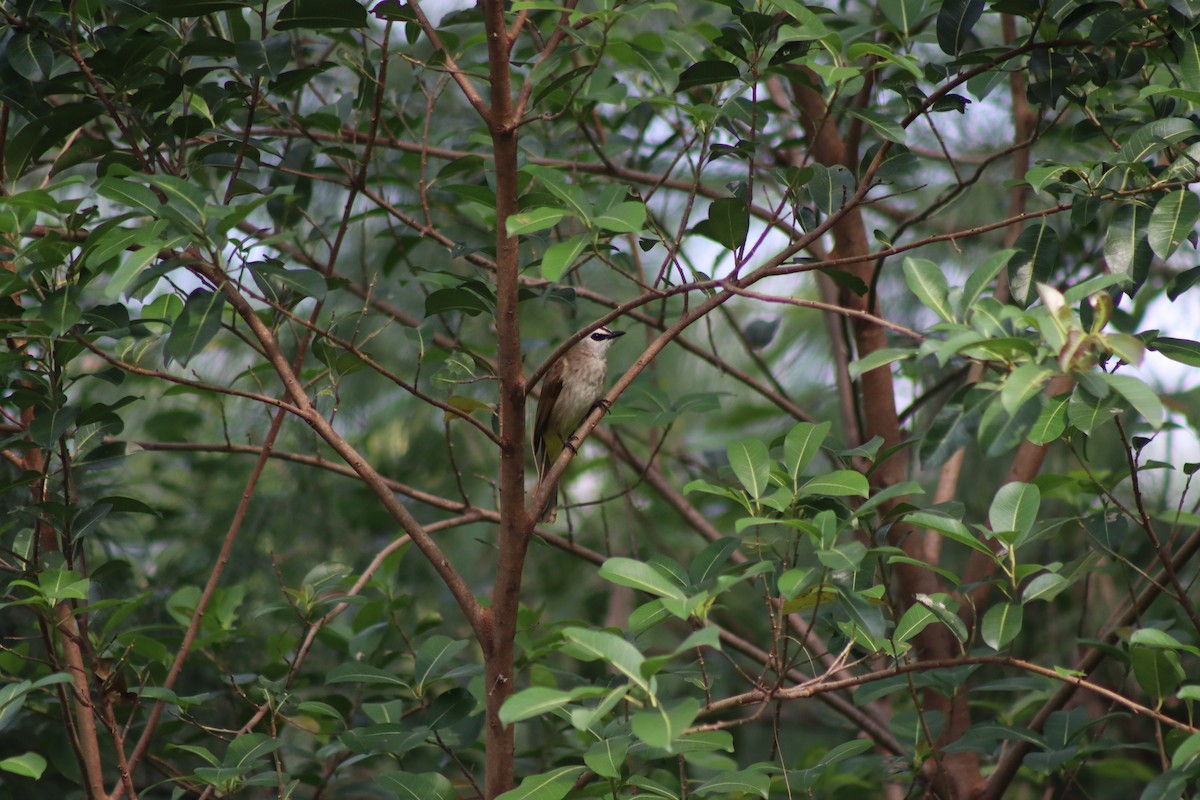 Yellow-vented Bulbul (Sunda) - ML647724451