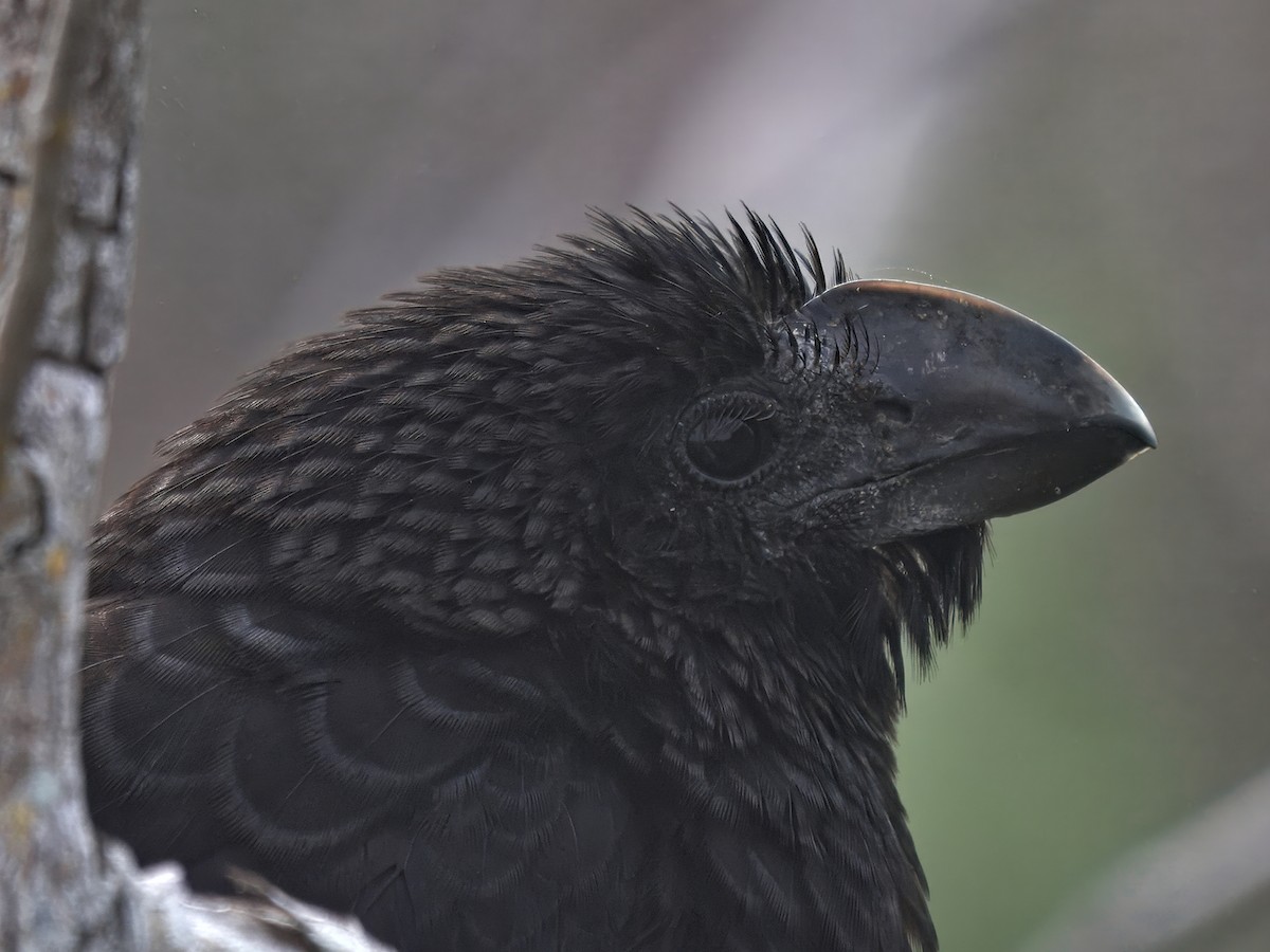 glattnebbani - ML647724467