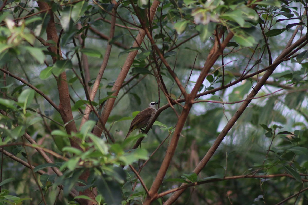 Yellow-vented Bulbul (Sunda) - ML647724470