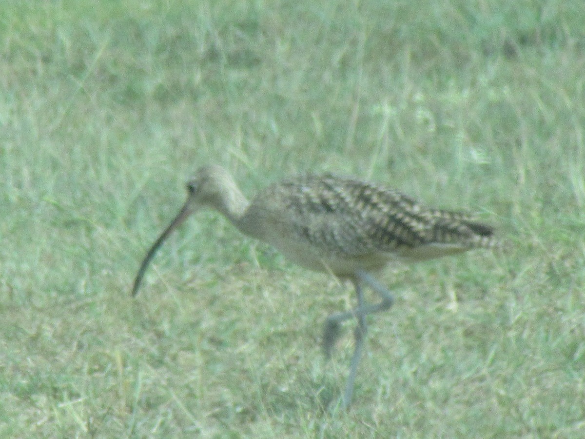 Кульон американський - ML647724486