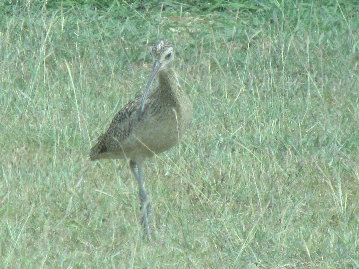 Кульон американський - ML647724487