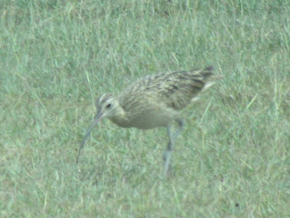 Кульон американський - ML647724488