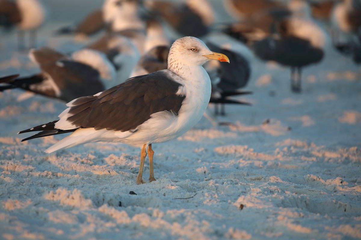 Gaviota Sombría - ML647724489