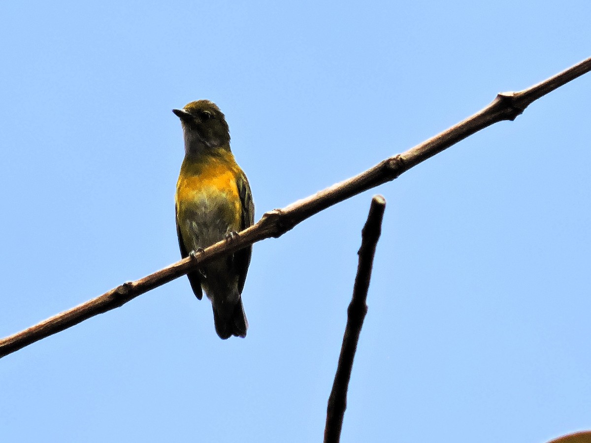 Tangara Cabecibaya - ML647724490