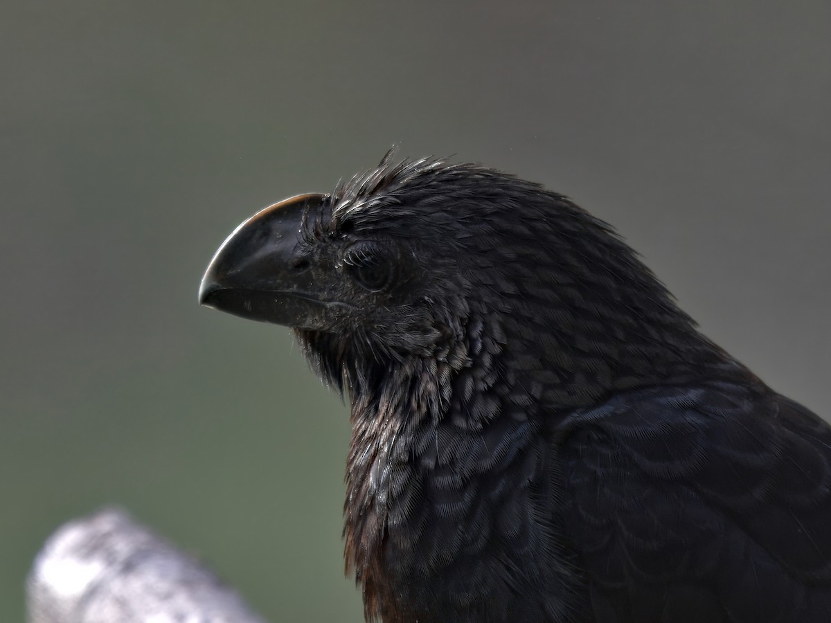 glattnebbani - ML647724496