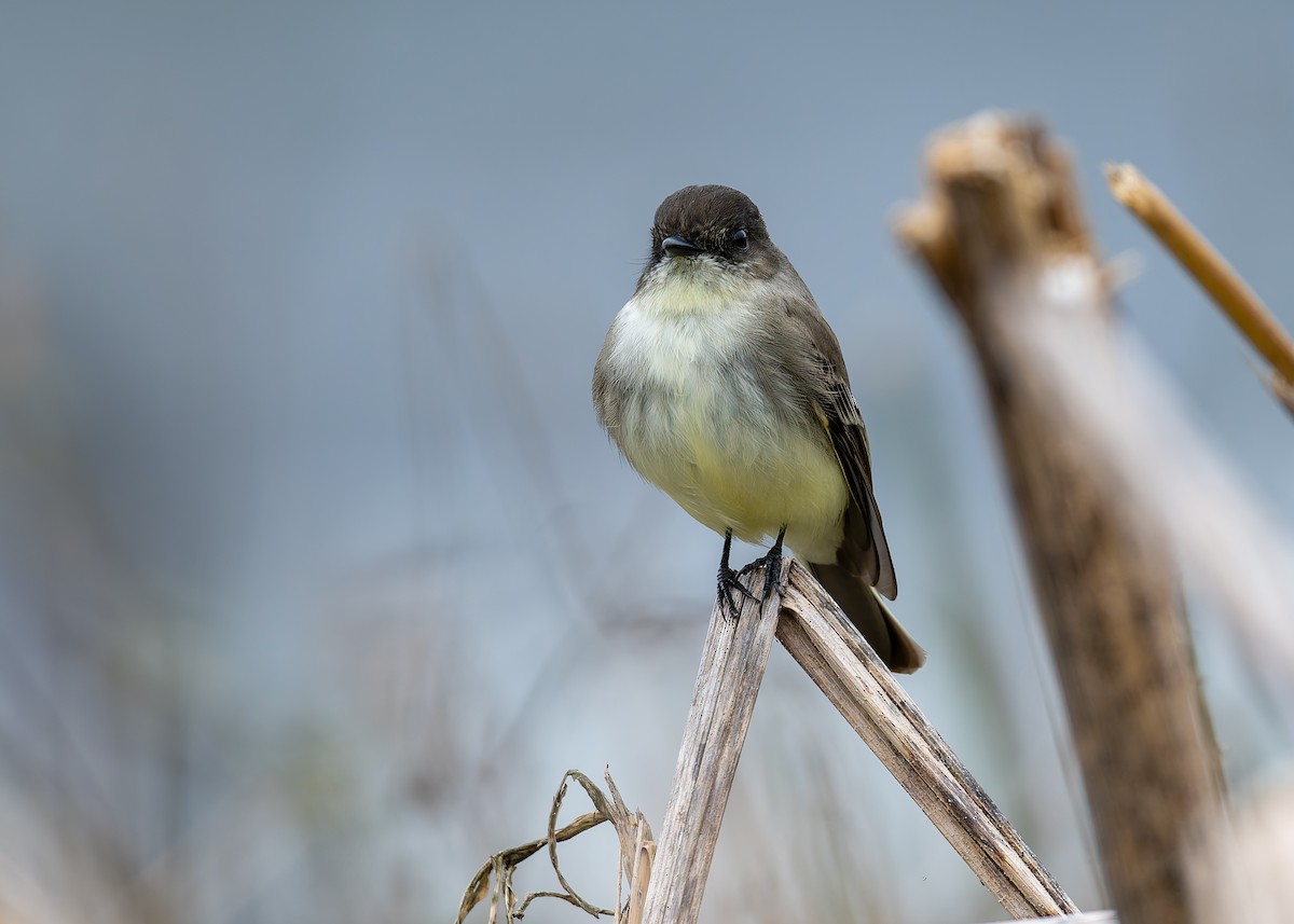 Eastern Phoebe - ML647724509