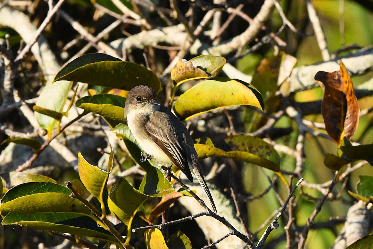 Eastern Phoebe - ML647724511
