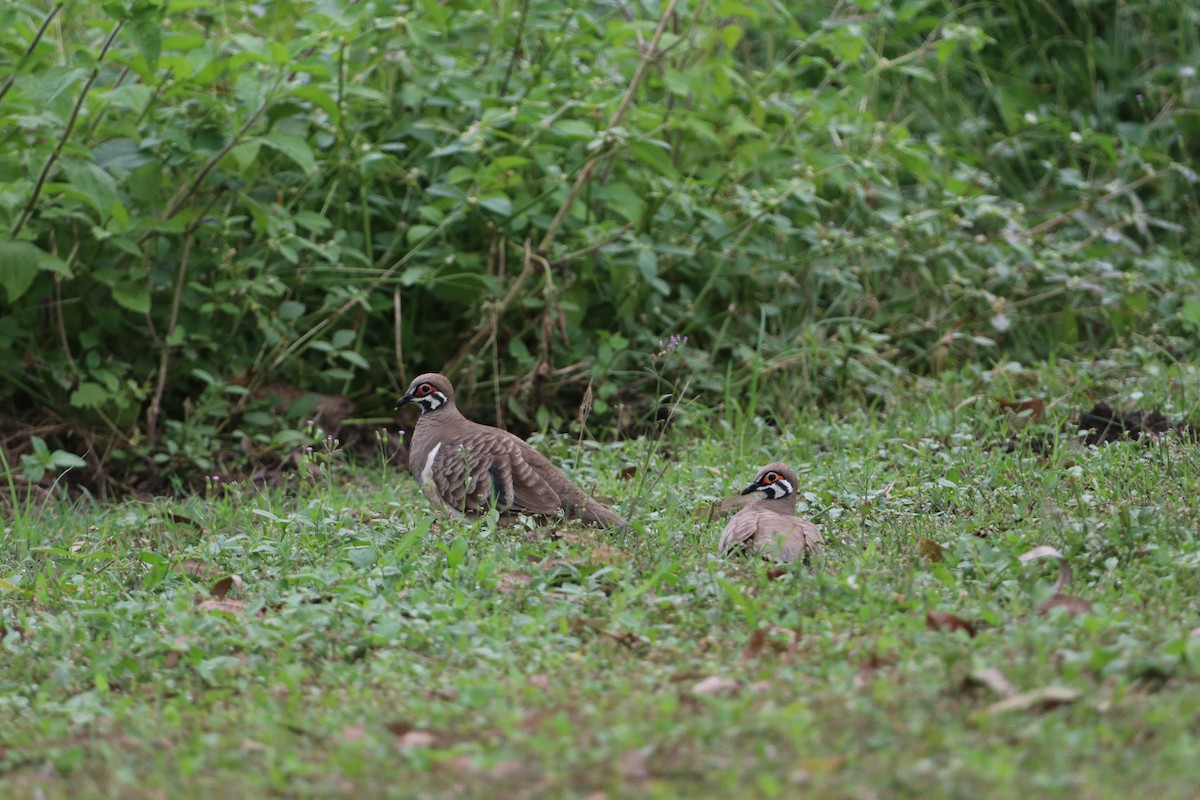 Squatter Pigeon - ML647724529