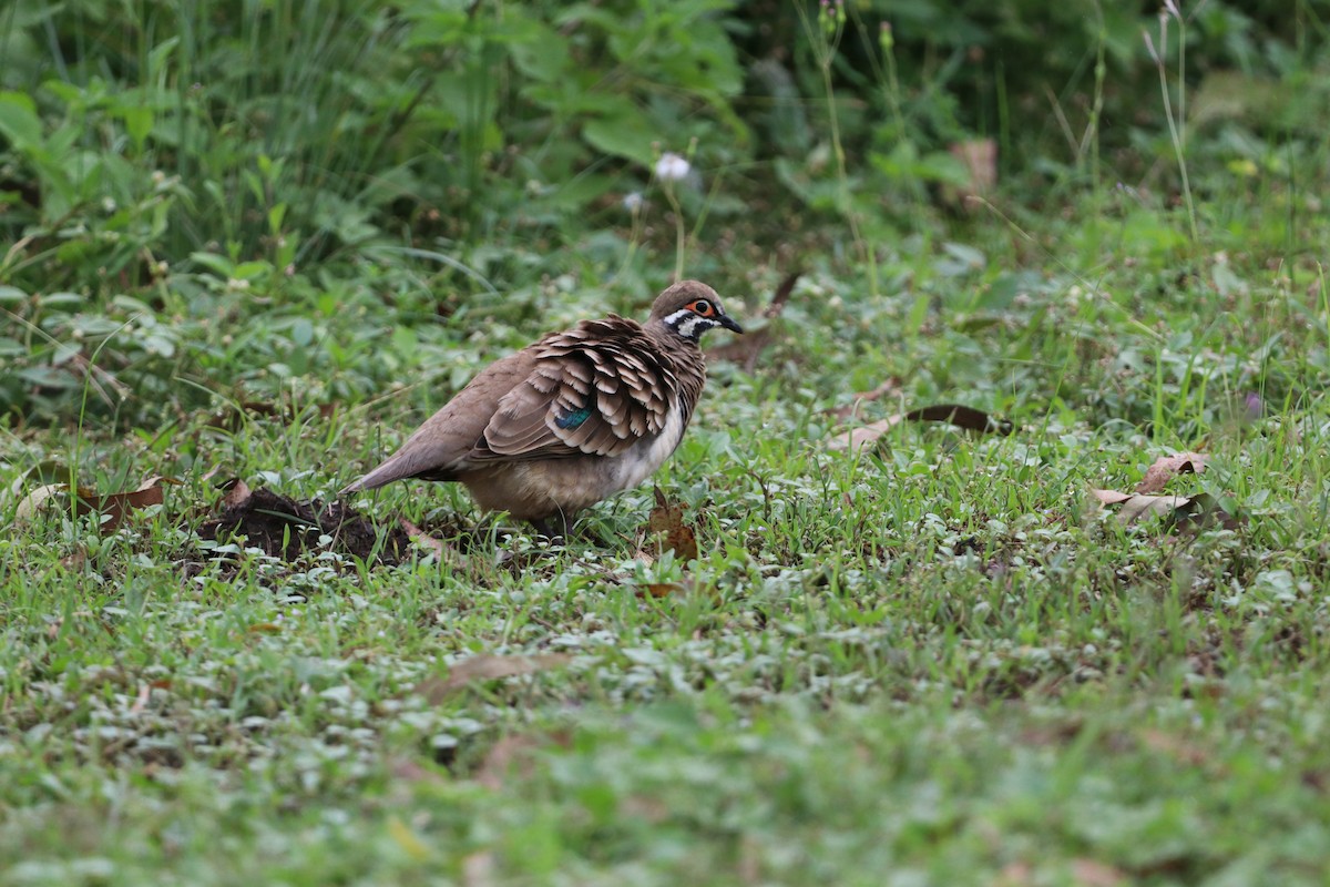 Squatter Pigeon - ML647724530