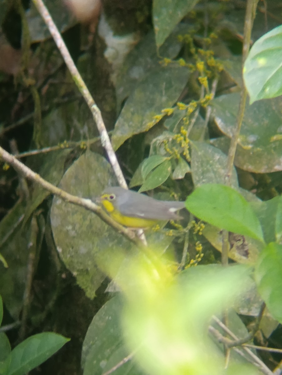 Канадская вильсония - ML647724535