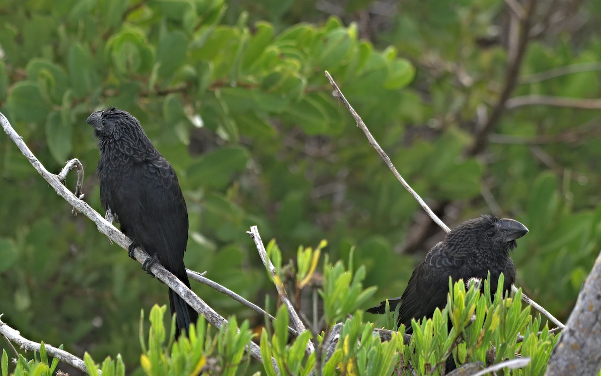 glattnebbani - ML647724536