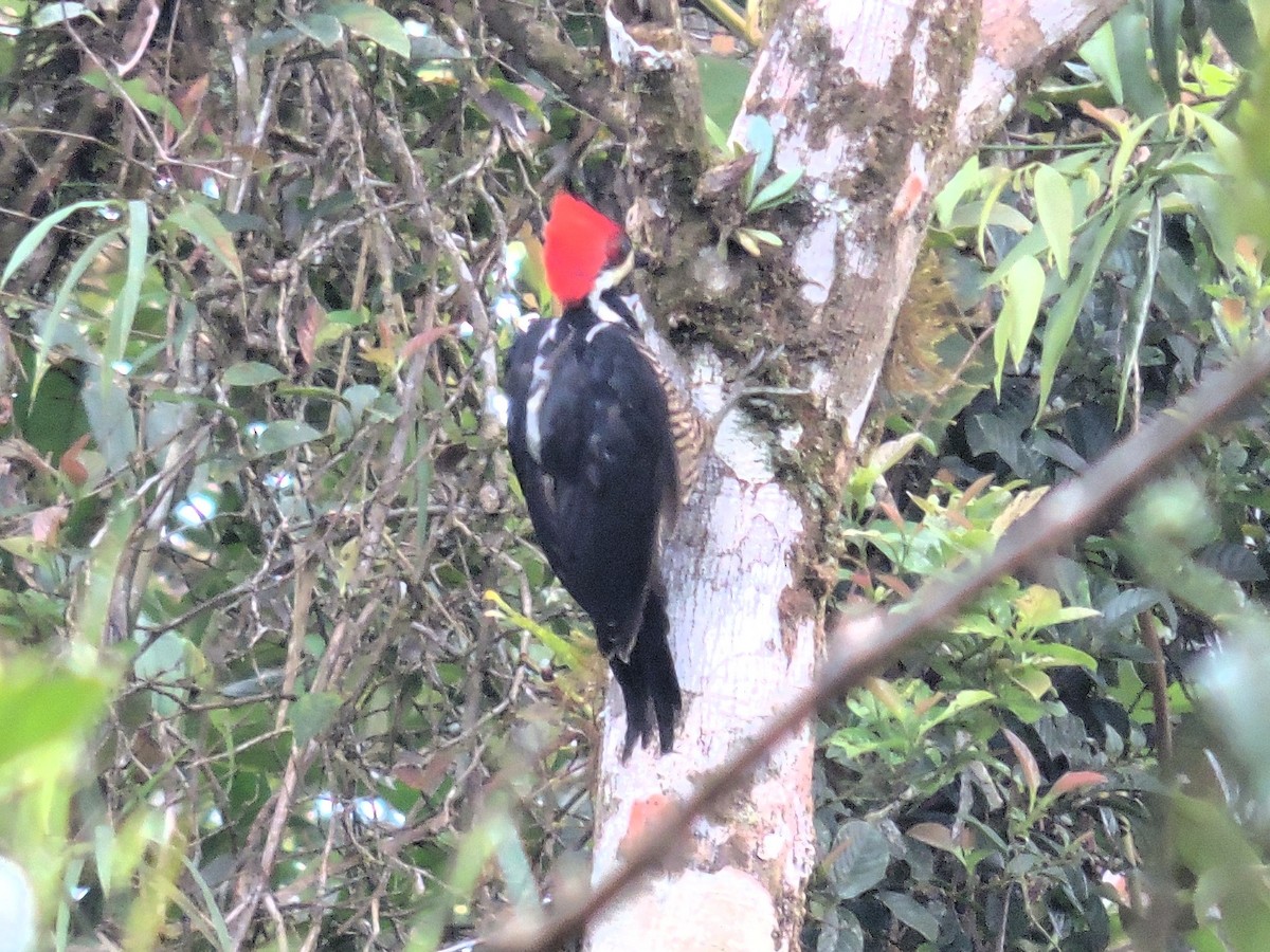 Crimson-crested Woodpecker - ML647724541