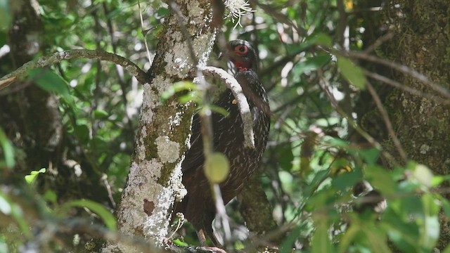 Red-faced Guan - ML647724543
