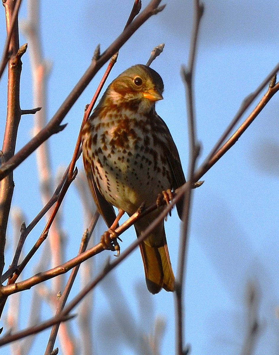 Fox Sparrow - ML647724551