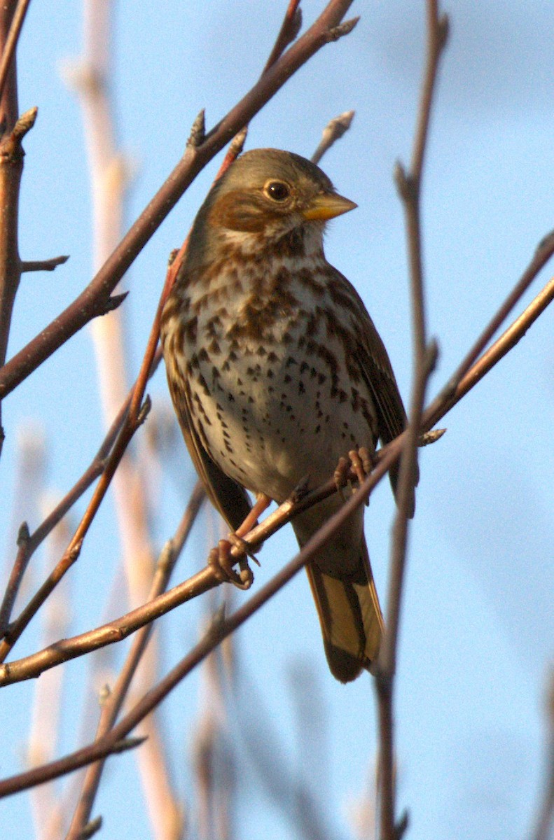 Fox Sparrow - ML647724553