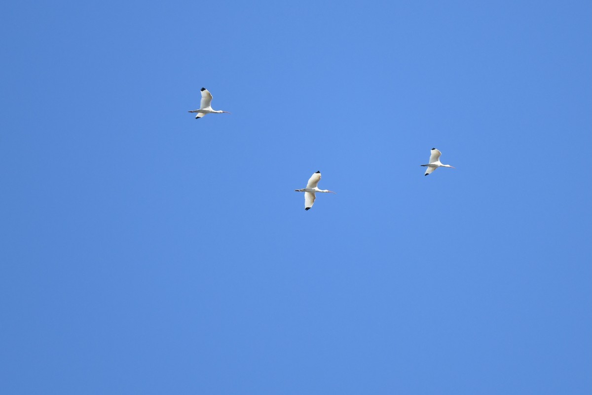 Corocoro Blanco - ML647724571