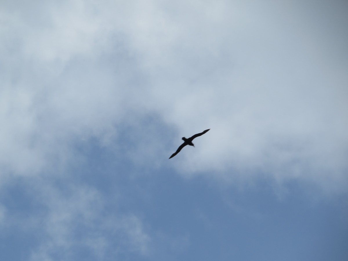 Southern Giant-Petrel - ML647724589