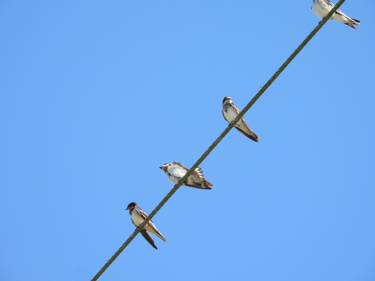 Ластівка сільська (підвид erythrogaster) - ML647724605