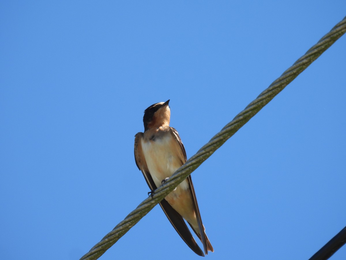 Ластівка сільська (підвид erythrogaster) - ML647724607