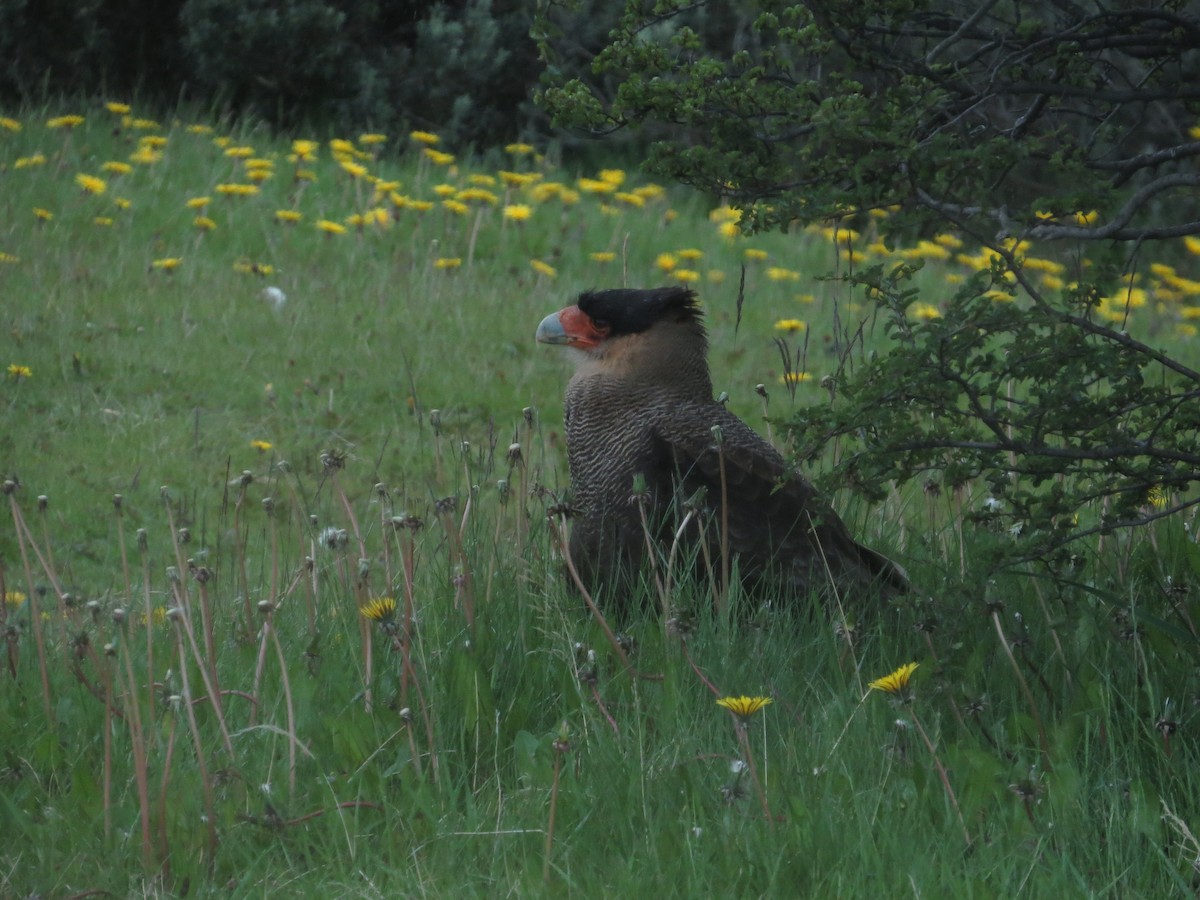 Crested Caracara (Southern) - ML647724609