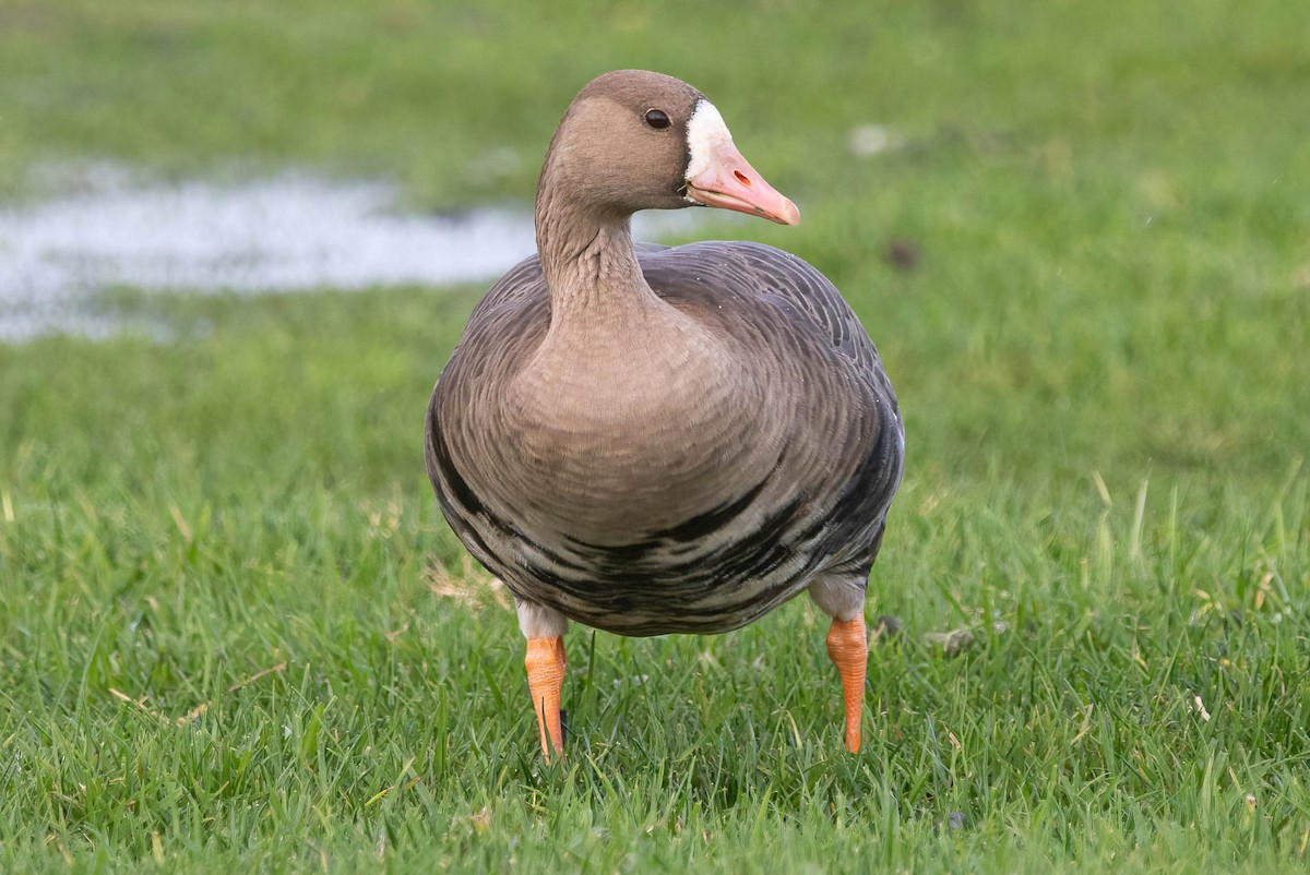 Greater White-fronted Goose - ML647724620