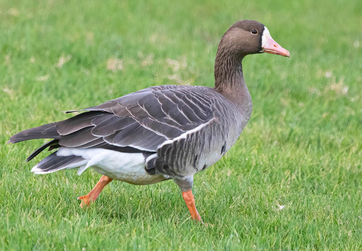 Greater White-fronted Goose - ML647724621