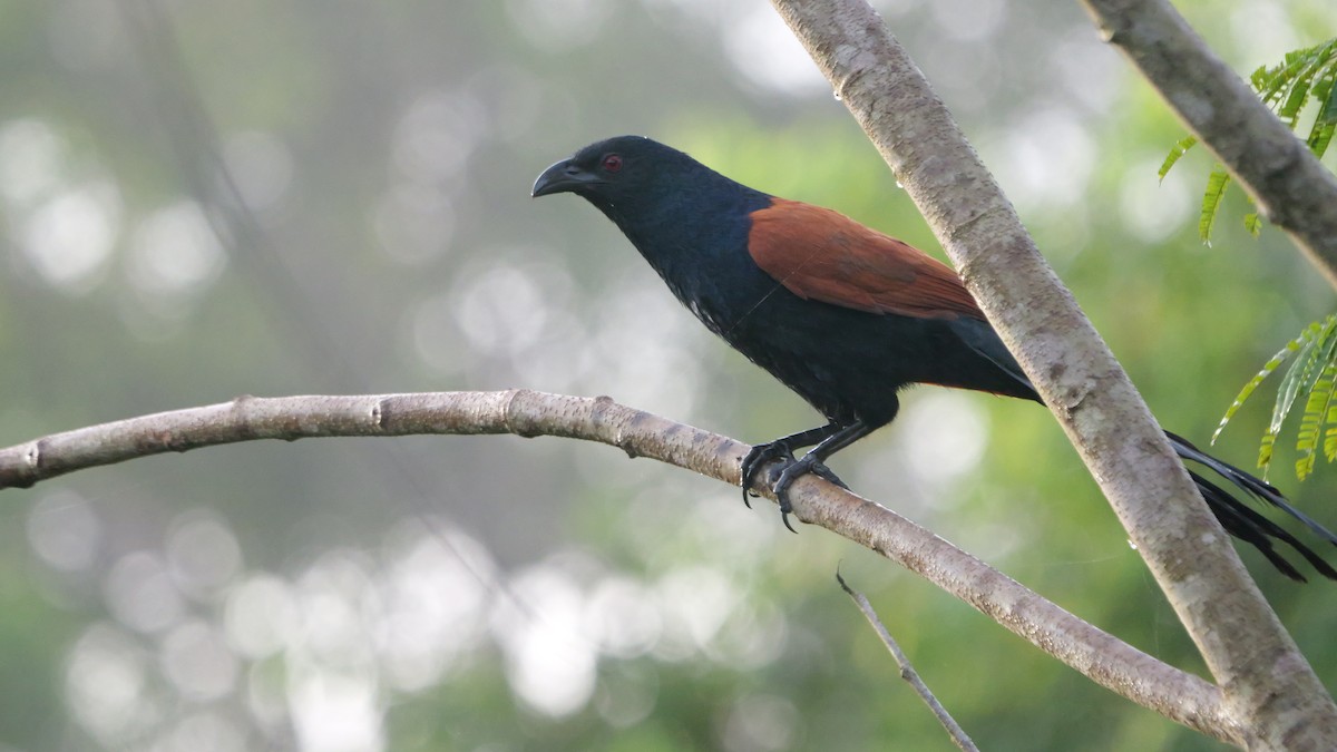 Greater Coucal - ML647724623