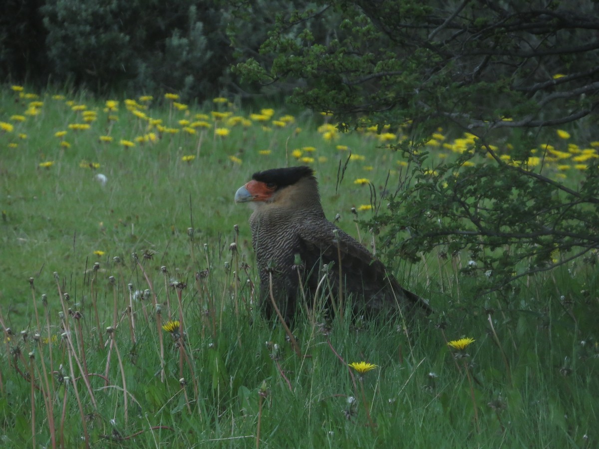 Crested Caracara (Southern) - ML647724626