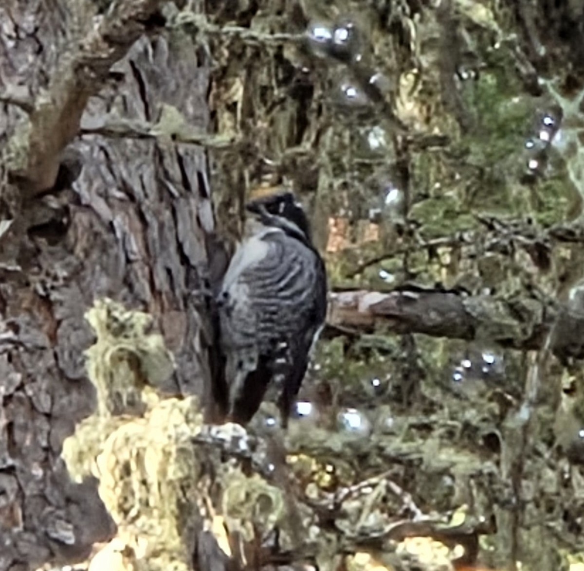 American Three-toed Woodpecker - ML647724627