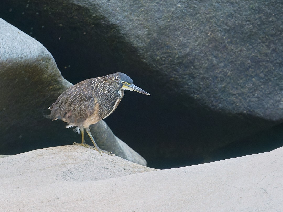 Fasciated Tiger-Heron - ML647724628