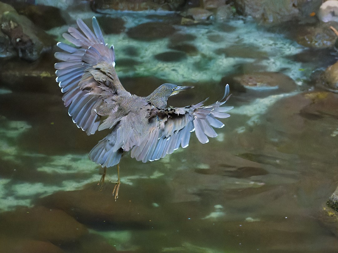 Fasciated Tiger-Heron - ML647724629