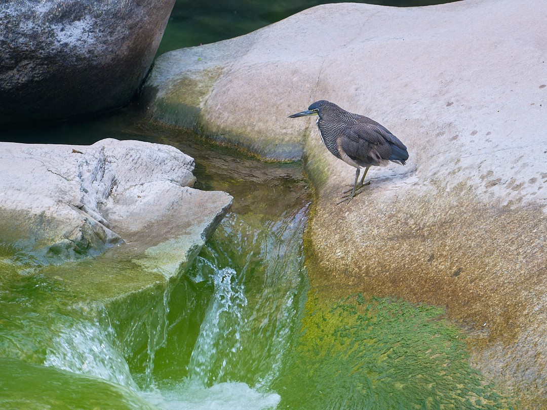 Fasciated Tiger-Heron - ML647724630