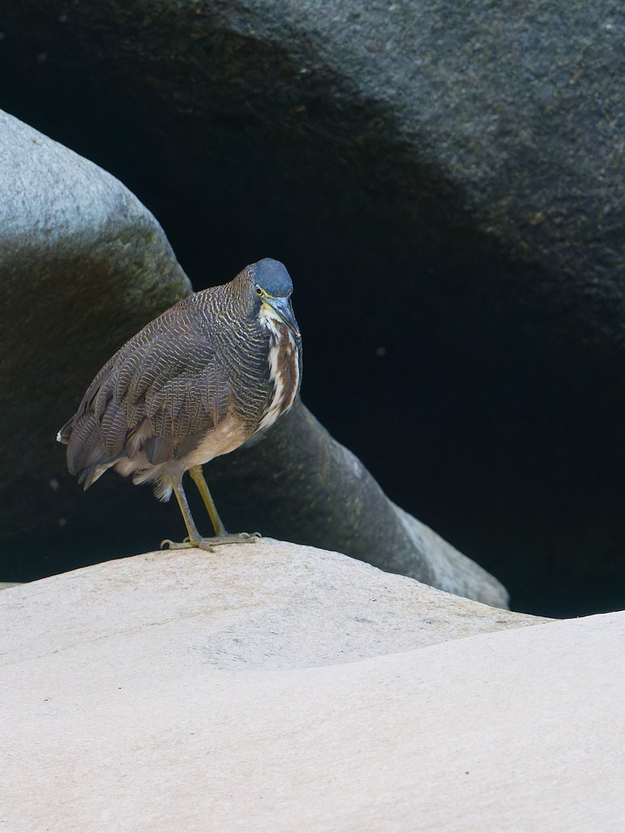 Fasciated Tiger-Heron - ML647724631