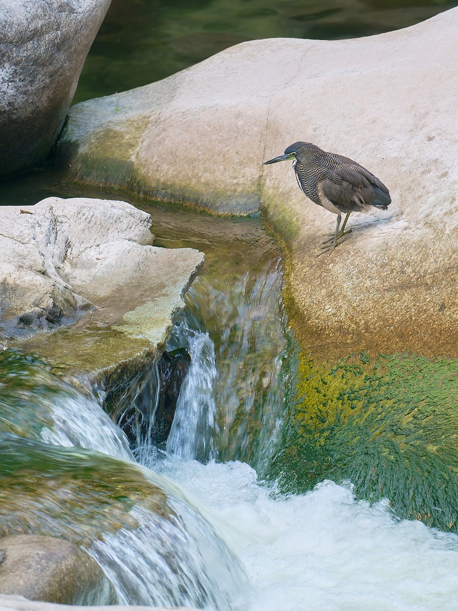 Fasciated Tiger-Heron - ML647724632