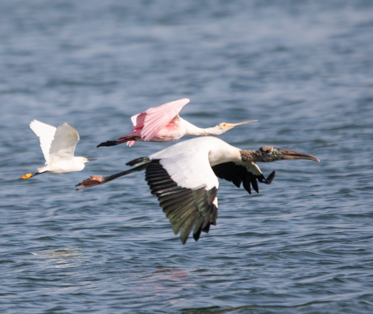 Roseate Spoonbill - ML647724633