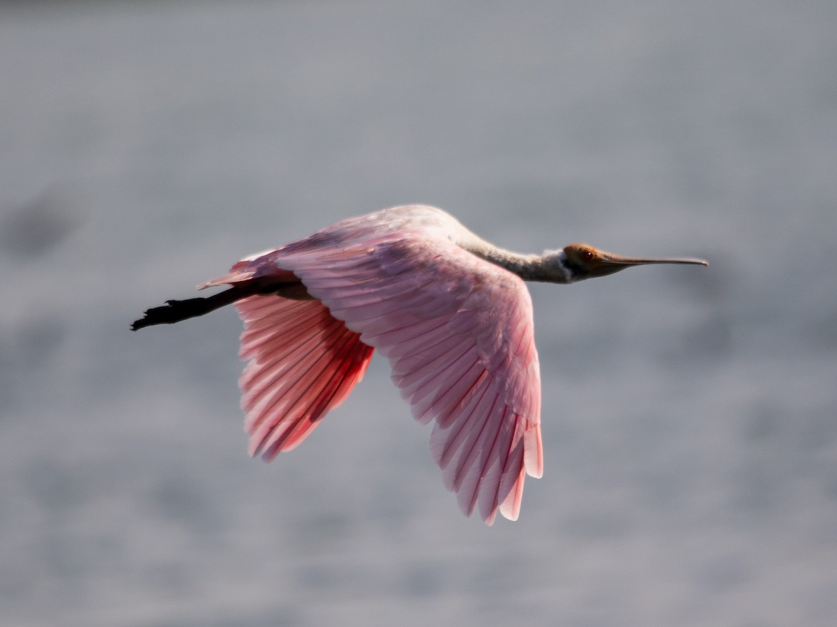 Roseate Spoonbill - ML647724634