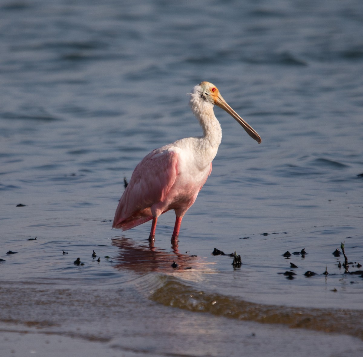 Roseate Spoonbill - ML647724635